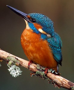 kingfisher1b