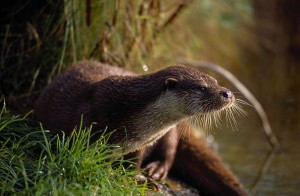 otter28b