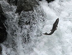 salmon-jumping