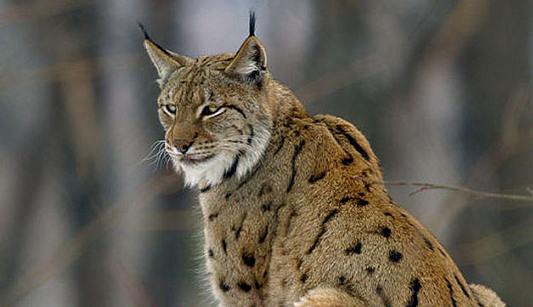 Lynx - Roy Dennis Wildlife Foundation
