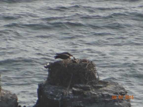Breeding ospreys with two young coast of Portugal  Photo Luis Palma